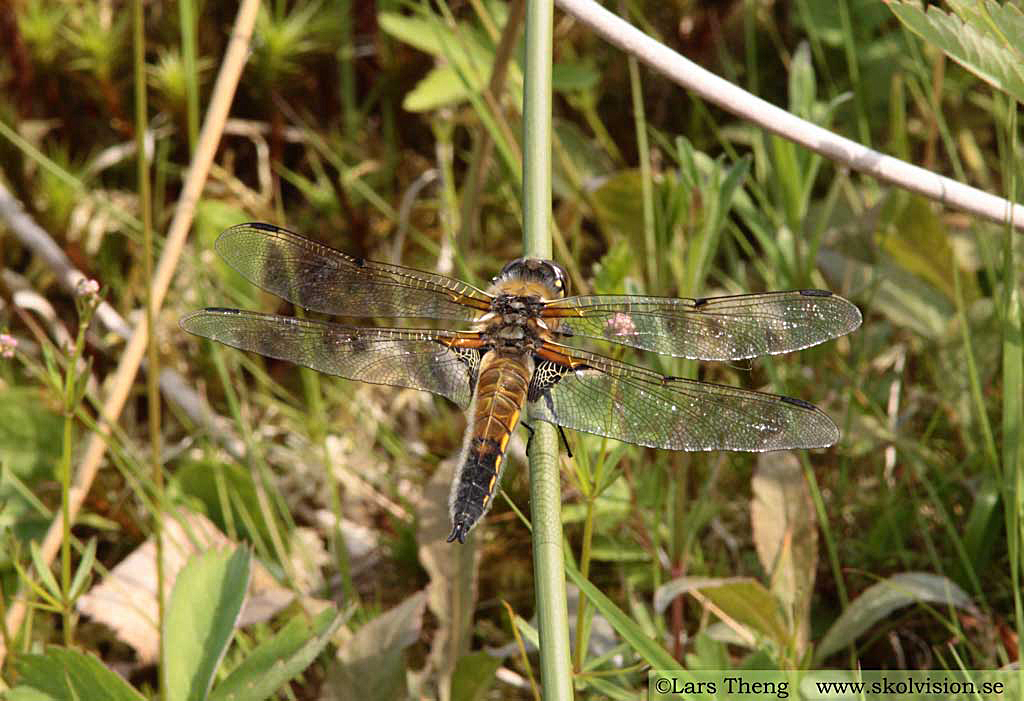 Fyrfläckad trollslända, Libellula quadrimaculata